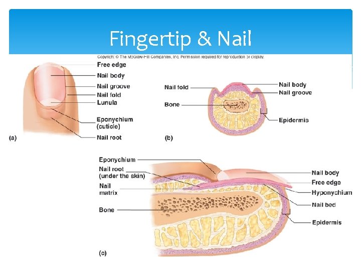 Fingertip & Nail 