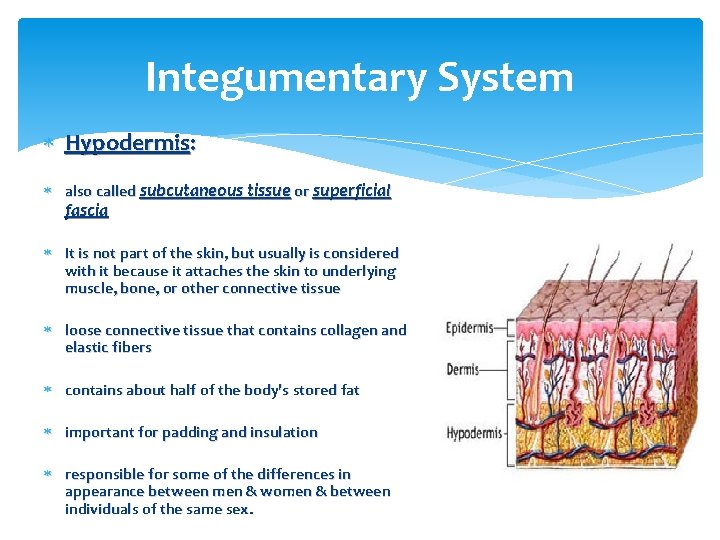 Integumentary System Hypodermis: also called subcutaneous tissue or superficial fascia It is not part