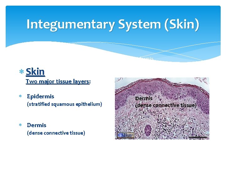 Integumentary System (Skin) Skin Epidermis (stratified squamous epithelium) Two major tissue layers: Epidermis (stratified