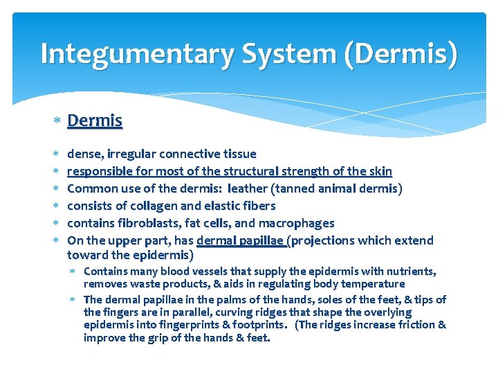 Integumentary System (Dermis) Dermis dense, irregular connective tissue responsible for most of the structural