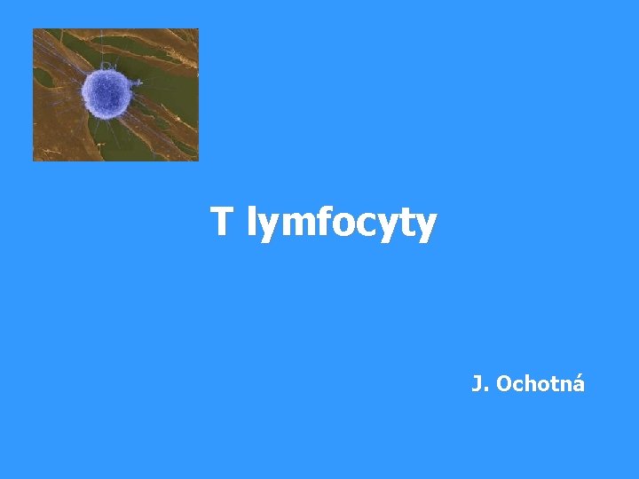 T lymfocyty J. Ochotná 