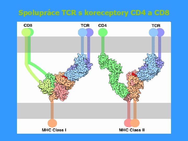 Spolupráce TCR s koreceptory CD 4 a CD 8 