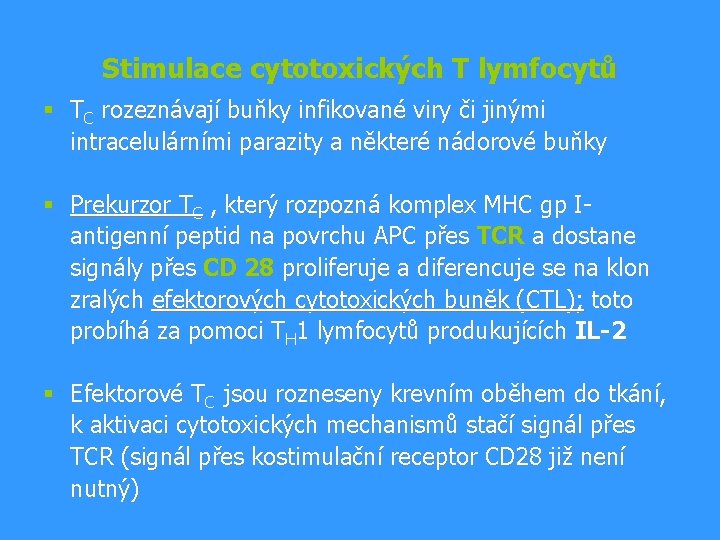 Stimulace cytotoxických T lymfocytů § TC rozeznávají buňky infikované viry či jinými intracelulárními parazity