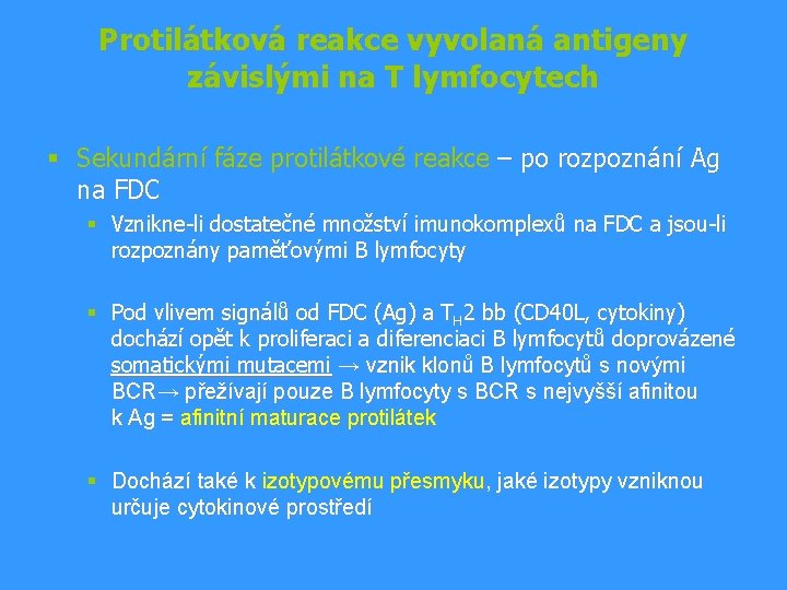 Protilátková reakce vyvolaná antigeny závislými na T lymfocytech § Sekundární fáze protilátkové reakce – Protilátková reakce vyvolaná antigeny závislými na T lymfocytech § Sekundární fáze protilátkové reakce –