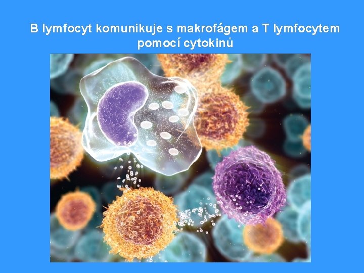 B lymfocyt komunikuje s makrofágem a T lymfocytem pomocí cytokinů 