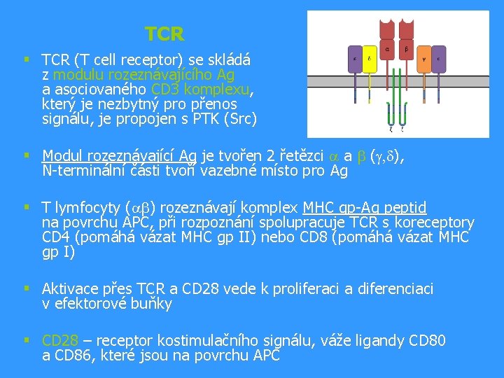 TCR § TCR (T cell receptor) se skládá z modulu rozeznávajícího Ag a asociovaného