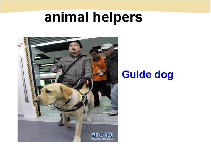 animal helpers Guide dog 