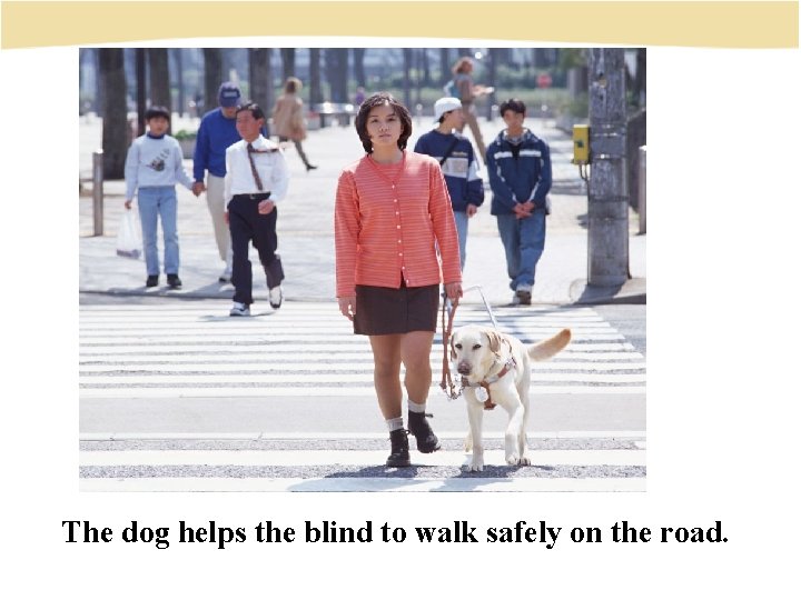 The dog helps the blind to walk safely on the road. 