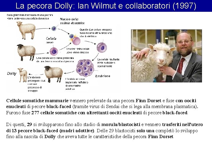 La pecora Dolly: Ian Wilmut e collaboratori (1997) Cellule somatiche mammarie vennero prelevate da La pecora Dolly: Ian Wilmut e collaboratori (1997) Cellule somatiche mammarie vennero prelevate da