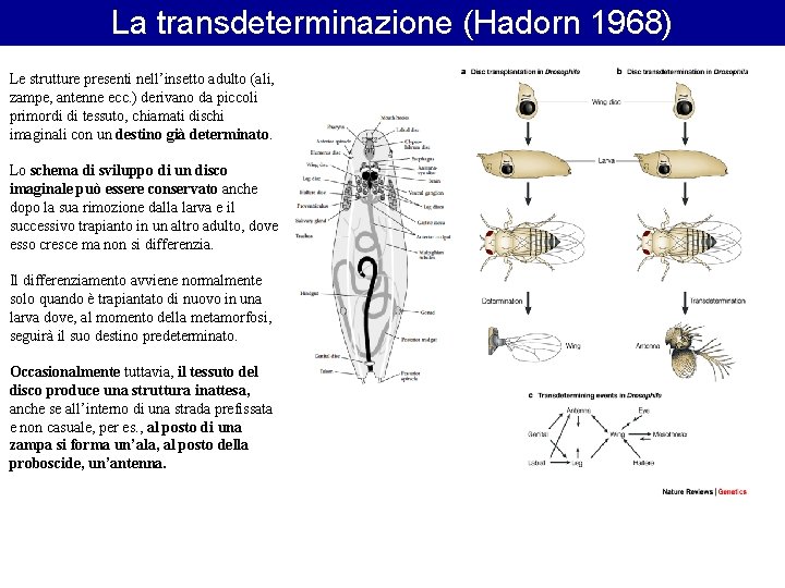 La transdeterminazione (Hadorn 1968) Le strutture presenti nell’insetto adulto (ali, zampe, antenne ecc. ) La transdeterminazione (Hadorn 1968) Le strutture presenti nell’insetto adulto (ali, zampe, antenne ecc. )
