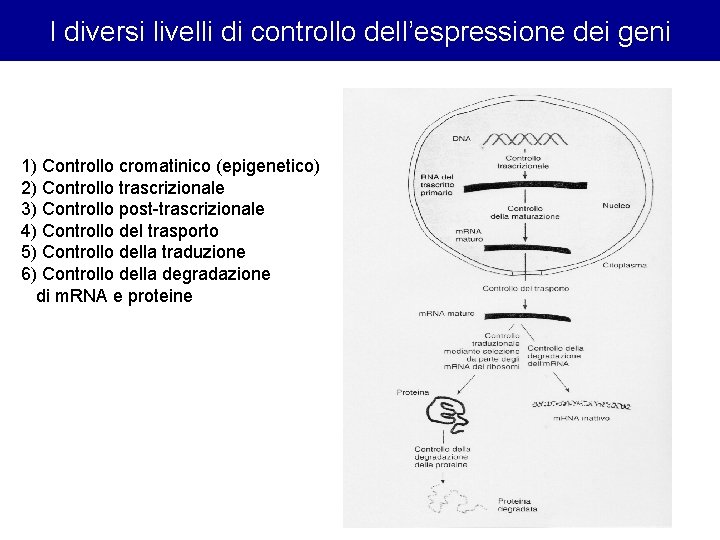 I diversi livelli di controllo dell’espressione dei geni 1) Controllo cromatinico (epigenetico) 2) Controllo I diversi livelli di controllo dell’espressione dei geni 1) Controllo cromatinico (epigenetico) 2) Controllo
