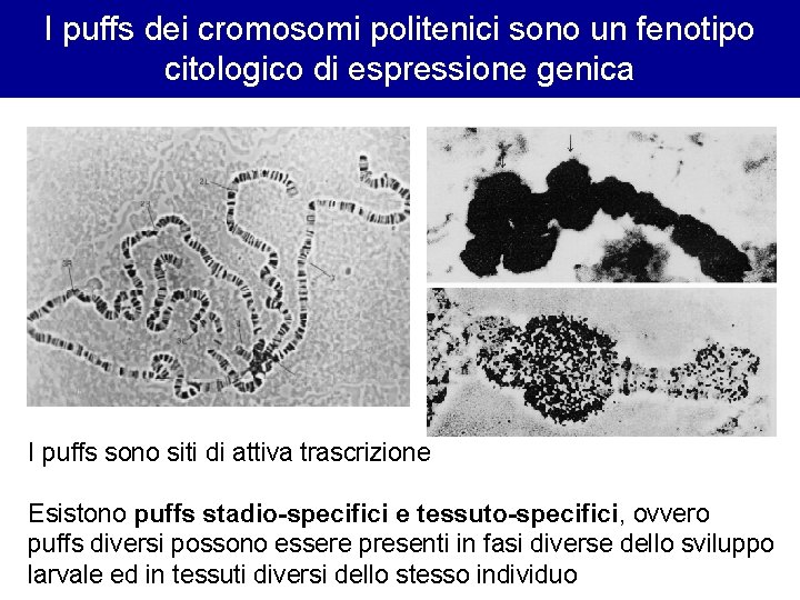 I puffs dei cromosomi politenici sono un fenotipo citologico di espressione genica I puffs I puffs dei cromosomi politenici sono un fenotipo citologico di espressione genica I puffs