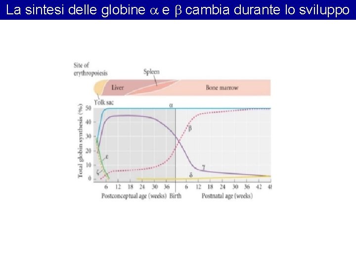 La sintesi delle globine a e b cambia durante lo sviluppo La sintesi delle globine a e b cambia durante lo sviluppo