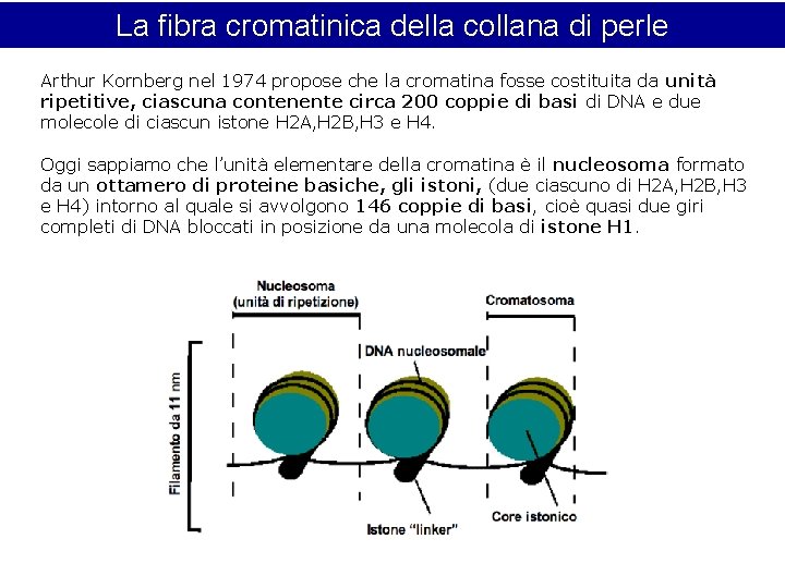 La fibra cromatinica della collana di perle Arthur Kornberg nel 1974 propose che la La fibra cromatinica della collana di perle Arthur Kornberg nel 1974 propose che la