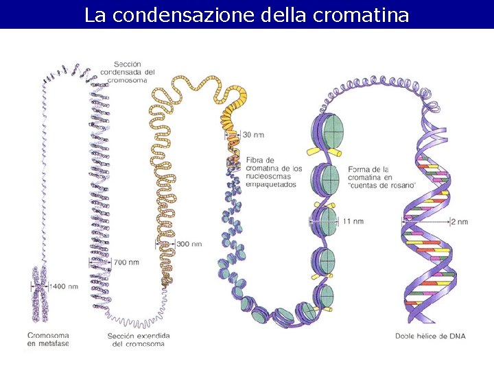 La condensazione della cromatina La condensazione della cromatina