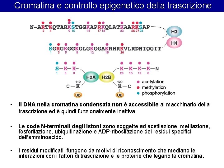 Cromatina e controllo epigenetico della trascrizione • Il DNA nella cromatina condensata non Cromatina e controllo epigenetico della trascrizione • Il DNA nella cromatina condensata non