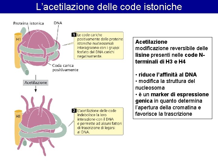 L’acetilazione delle code istoniche Acetilazione modificazione reversibile delle lisine presenti nelle code Nterminali di L’acetilazione delle code istoniche Acetilazione modificazione reversibile delle lisine presenti nelle code Nterminali di
