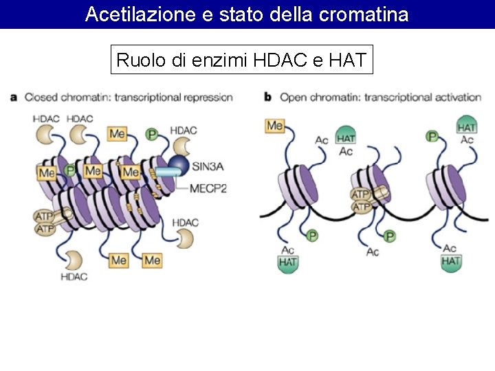 Acetilazione e stato della cromatina Ruolo di enzimi HDAC e HAT Acetilazione e stato della cromatina Ruolo di enzimi HDAC e HAT