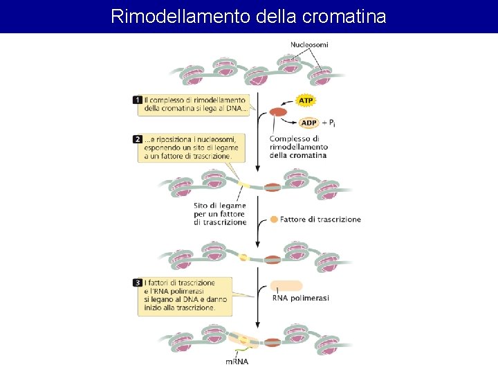 Rimodellamento della cromatina Rimodellamento della cromatina