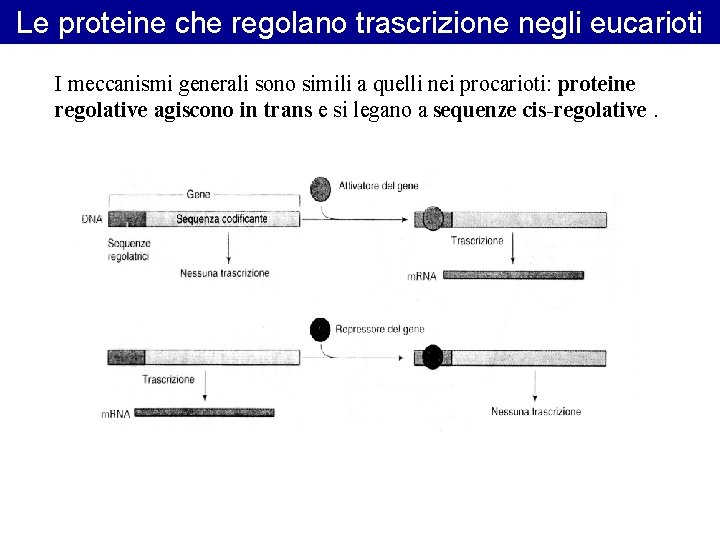 Le proteine che regolano trascrizione negli eucarioti I meccanismi generali sono simili a quelli Le proteine che regolano trascrizione negli eucarioti I meccanismi generali sono simili a quelli