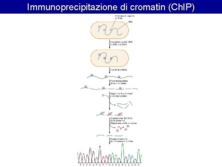 Immunoprecipitazione di cromatin (Ch. IP) Immunoprecipitazione di cromatin (Ch. IP)