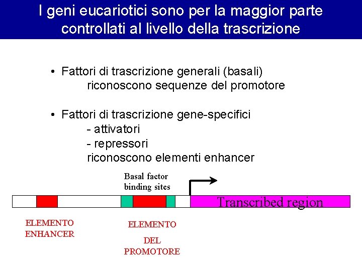 I geni eucariotici sono per la maggior parte controllati al livello della trascrizione • I geni eucariotici sono per la maggior parte controllati al livello della trascrizione •