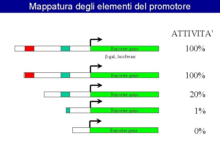 Mappatura degli elementi del promotore ATTIVITA’ Reporter gene 100% b-gal, luciferasi Reporter gene 100% Mappatura degli elementi del promotore ATTIVITA’ Reporter gene 100% b-gal, luciferasi Reporter gene 100%