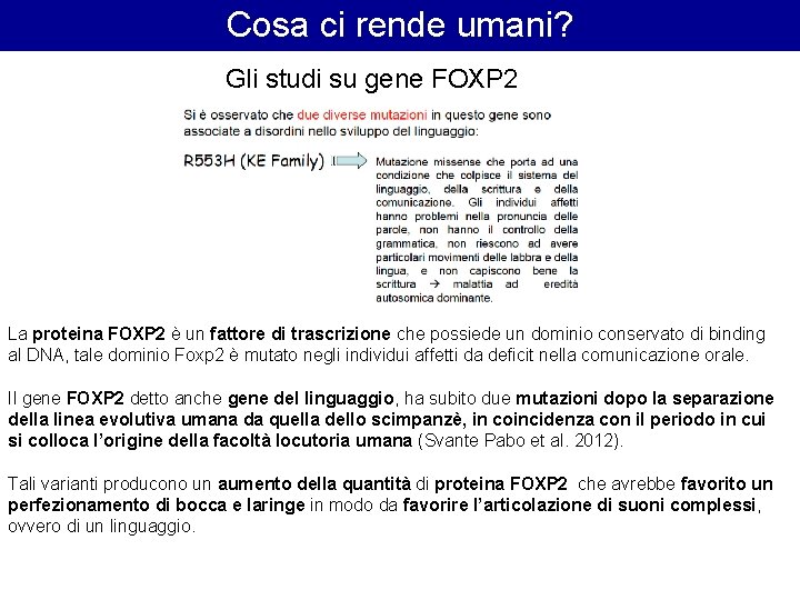 Cosa ci rende umani? Gli studi su gene FOXP 2 La proteina FOXP 2 Cosa ci rende umani? Gli studi su gene FOXP 2 La proteina FOXP 2