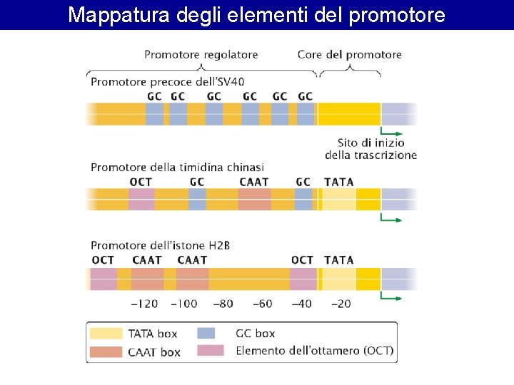 Mappatura degli elementi del promotore Mappatura degli elementi del promotore
