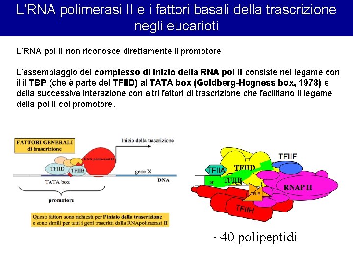 L’RNA polimerasi II e i fattori basali della trascrizione negli eucarioti L’RNA pol II L’RNA polimerasi II e i fattori basali della trascrizione negli eucarioti L’RNA pol II