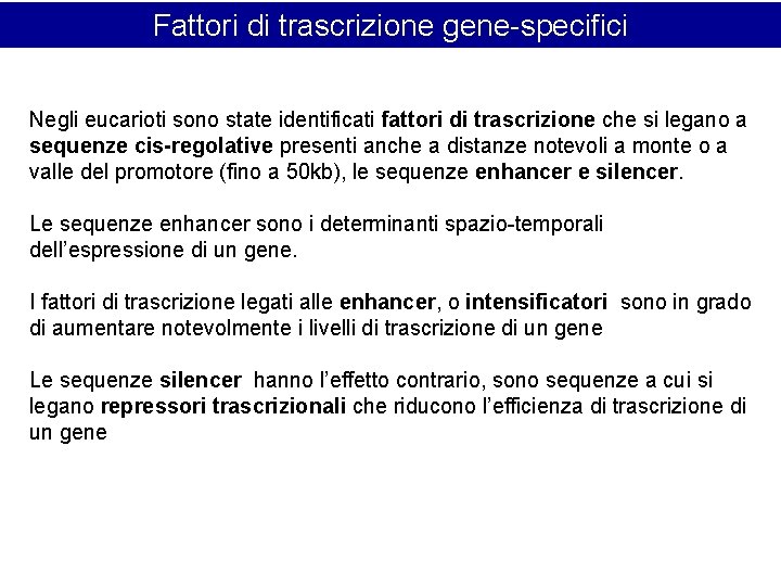 Fattori di trascrizione gene-specifici Negli eucarioti sono state identificati fattori di trascrizione che si Fattori di trascrizione gene-specifici Negli eucarioti sono state identificati fattori di trascrizione che si