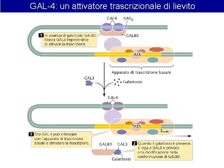 GAL-4: un attivatore trascrizionale di lievito GAL-4: un attivatore trascrizionale di lievito