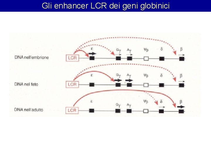 Gli enhancer LCR dei geni globinici Gli enhancer LCR dei geni globinici