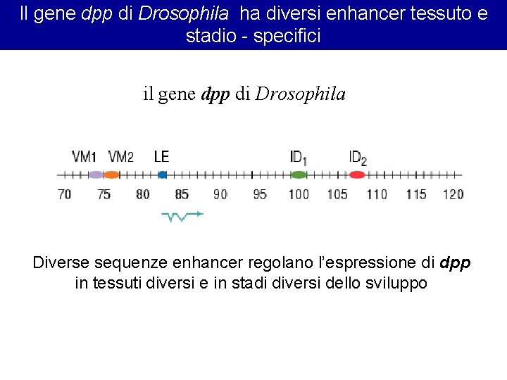 Il gene dpp di Drosophila ha diversi enhancer tessuto e stadio - specifici il Il gene dpp di Drosophila ha diversi enhancer tessuto e stadio - specifici il