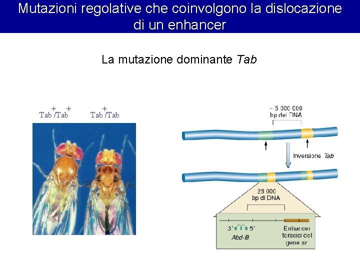 Mutazioni regolative che coinvolgono la dislocazione di un enhancer La mutazione dominante Tab + Mutazioni regolative che coinvolgono la dislocazione di un enhancer La mutazione dominante Tab +