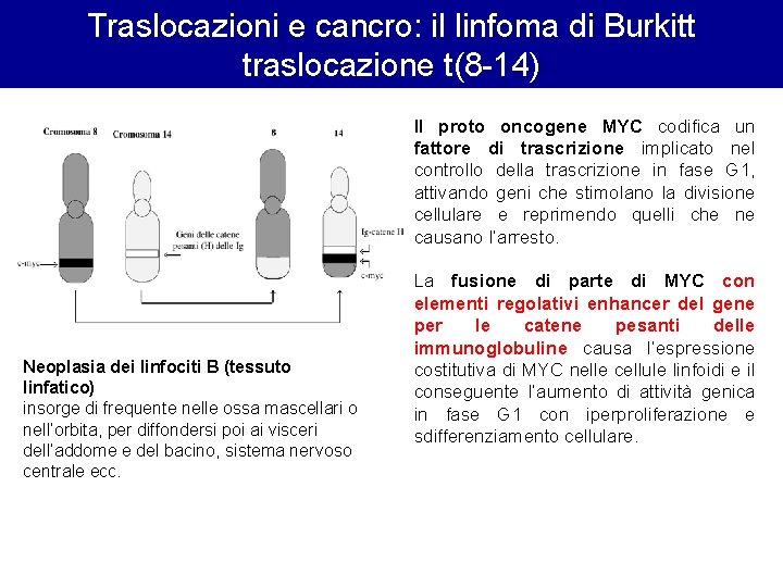 Traslocazioni e cancro: il linfoma di Burkitt traslocazione t(8 -14) Neoplasia dei linfociti B Traslocazioni e cancro: il linfoma di Burkitt traslocazione t(8 -14) Neoplasia dei linfociti B