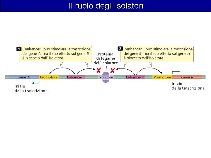 Il ruolo degli isolatori Il ruolo degli isolatori