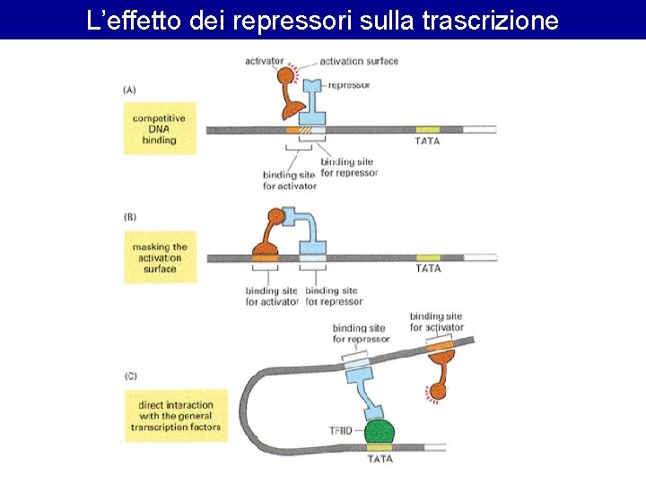 L’effetto dei repressori sulla trascrizione L’effetto dei repressori sulla trascrizione