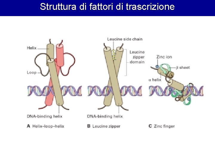 Struttura di fattori di trascrizione Struttura di fattori di trascrizione
