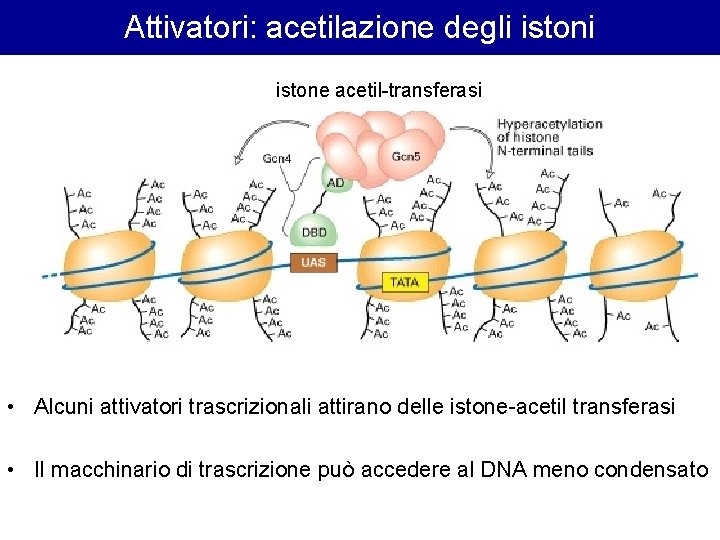 Attivatori: acetilazione degli istone acetil-transferasi • Alcuni attivatori trascrizionali attirano delle istone-acetil transferasi • Attivatori: acetilazione degli istone acetil-transferasi • Alcuni attivatori trascrizionali attirano delle istone-acetil transferasi •