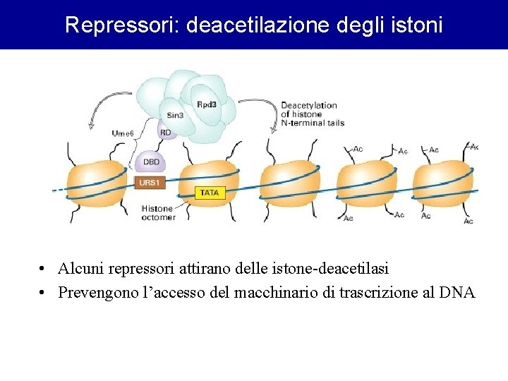 Repressori: deacetilazione degli istoni • Alcuni repressori attirano delle istone-deacetilasi • Prevengono l’accesso del Repressori: deacetilazione degli istoni • Alcuni repressori attirano delle istone-deacetilasi • Prevengono l’accesso del