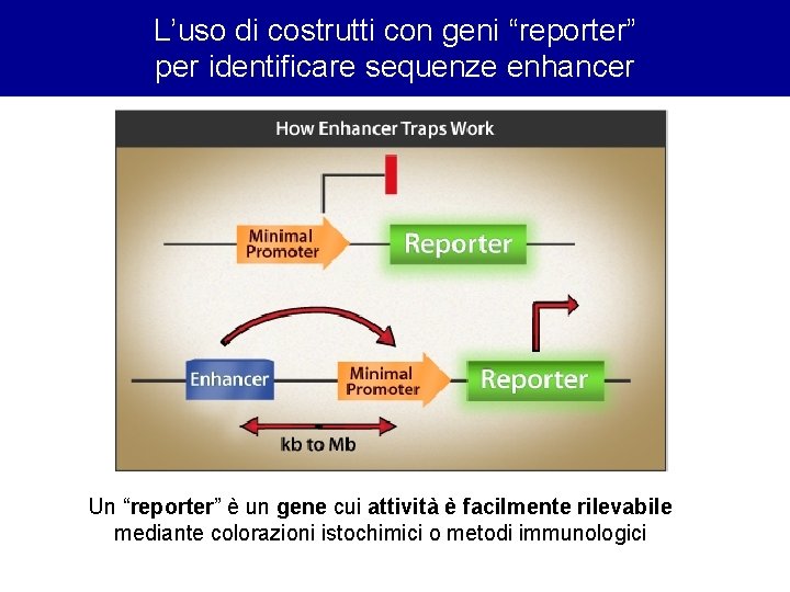 L’uso di costrutti con geni “reporter” per identificare sequenze enhancer Un “reporter” è un L’uso di costrutti con geni “reporter” per identificare sequenze enhancer Un “reporter” è un