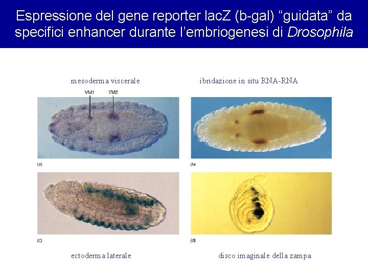 Espressione del gene reporter lac. Z (b-gal) “guidata” da specifici enhancer durante l’embriogenesi di Espressione del gene reporter lac. Z (b-gal) “guidata” da specifici enhancer durante l’embriogenesi di