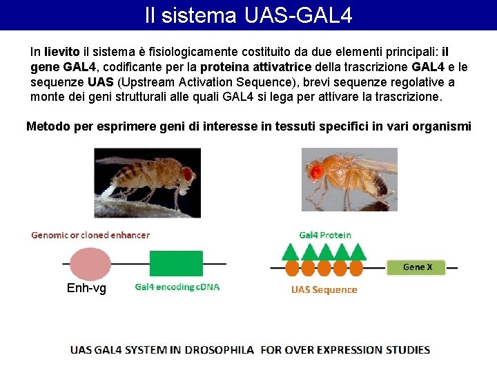 Il sistema UAS-GAL 4 In lievito il sistema è fisiologicamente costituito da due elementi Il sistema UAS-GAL 4 In lievito il sistema è fisiologicamente costituito da due elementi
