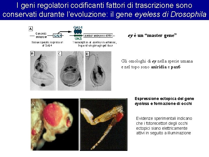I geni regolatori codificanti fattori di trascrizione sono conservati durante l’evoluzione: il gene eyeless I geni regolatori codificanti fattori di trascrizione sono conservati durante l’evoluzione: il gene eyeless