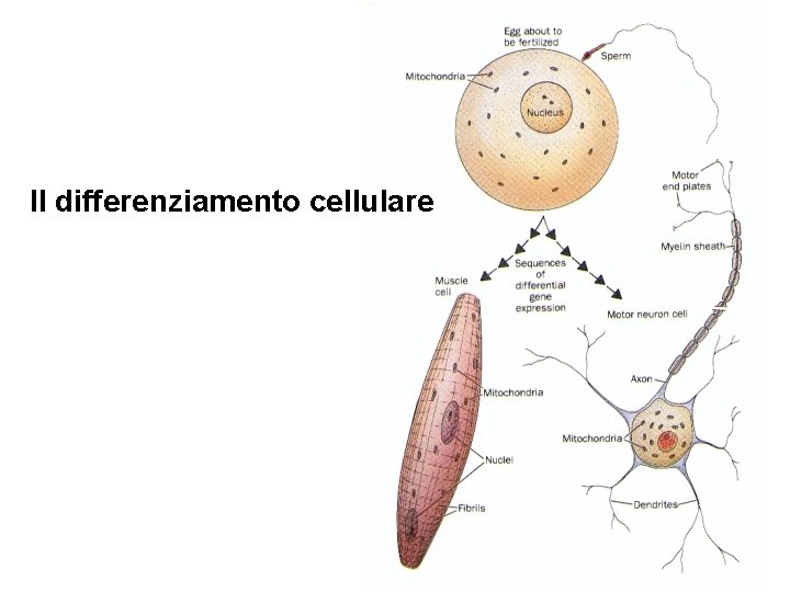 Il differenziamento cellulare Il differenziamento cellulare