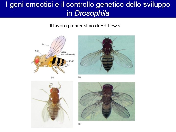 I geni omeotici e il controllo genetico dello sviluppo in Drosophila Il lavoro pionieristico I geni omeotici e il controllo genetico dello sviluppo in Drosophila Il lavoro pionieristico