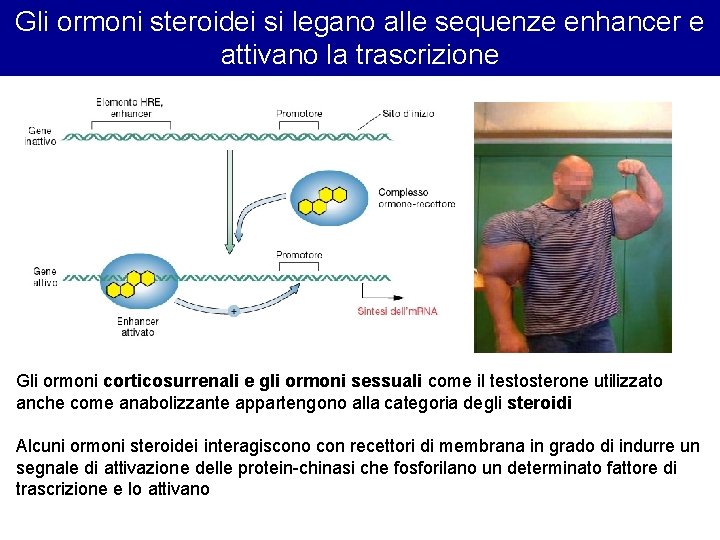 Gli ormoni steroidei si legano alle sequenze enhancer e attivano la trascrizione Gli ormoni Gli ormoni steroidei si legano alle sequenze enhancer e attivano la trascrizione Gli ormoni