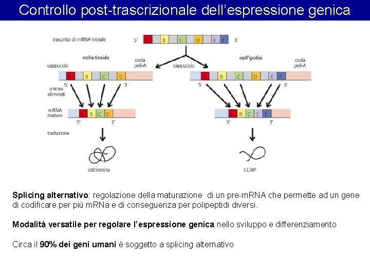 Controllo post-trascrizionale dell’espressione genica Splicing alternativo: regolazione della maturazione di un pre-m. RNA che Controllo post-trascrizionale dell’espressione genica Splicing alternativo: regolazione della maturazione di un pre-m. RNA che