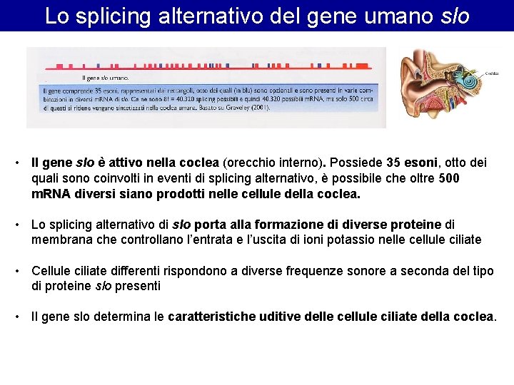 Lo splicing alternativo del gene umano slo • Il gene slo è attivo nella Lo splicing alternativo del gene umano slo • Il gene slo è attivo nella